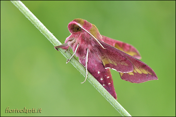 deilephila porcellus